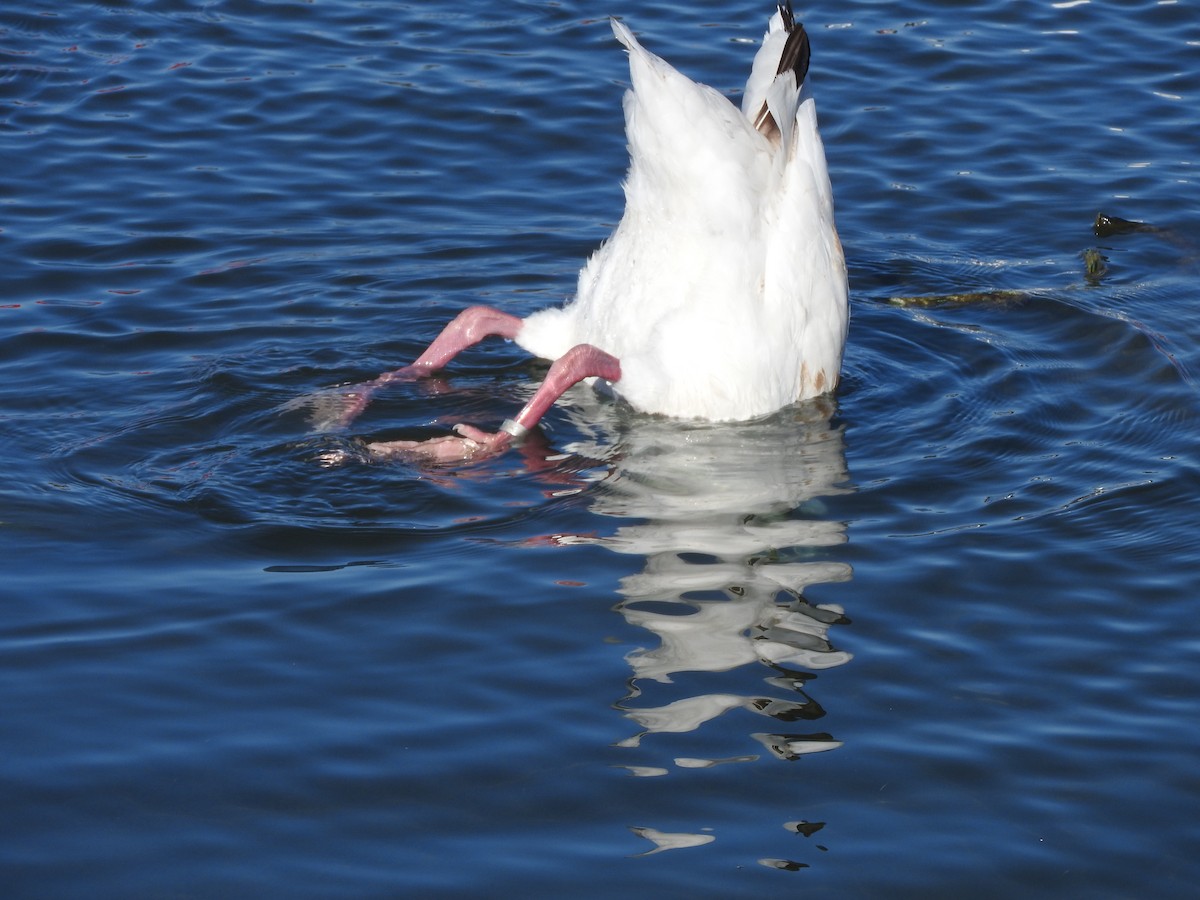 Coscoroba Swan - Chris Elphick