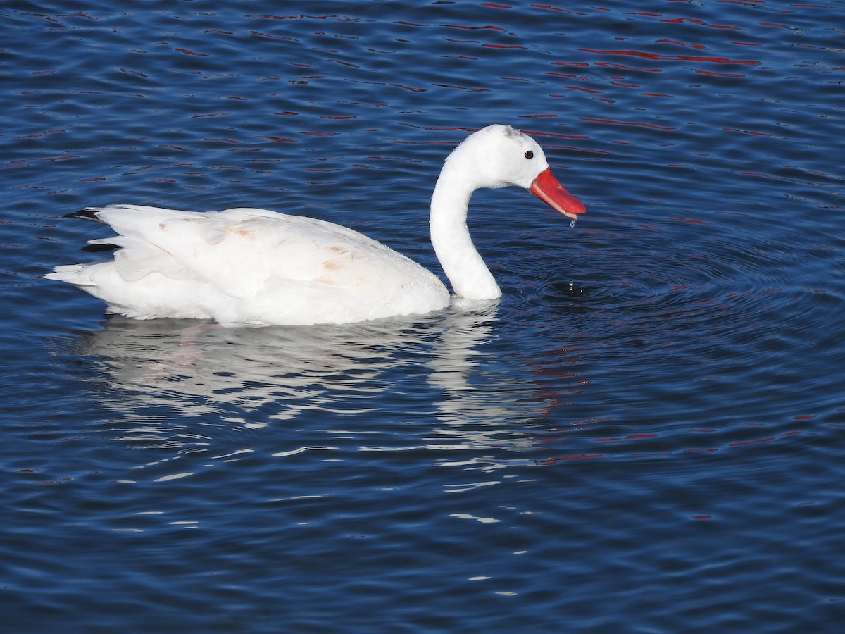 Coscoroba Swan - Chris Elphick