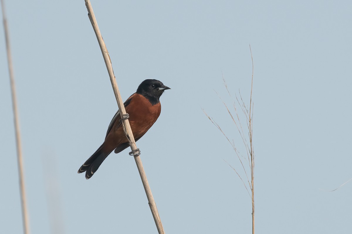 Orchard Oriole - Eric Ripma