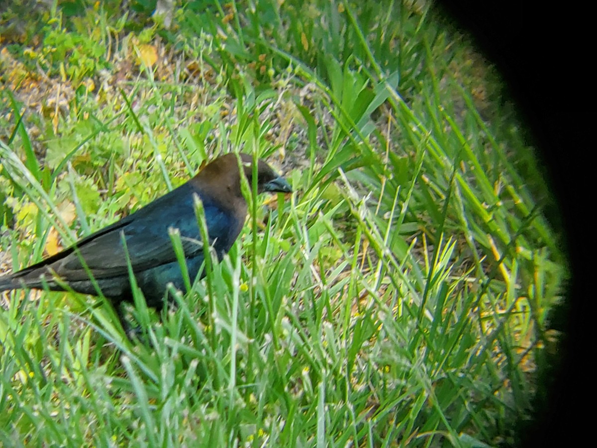 Brown-headed Cowbird - ML568468551