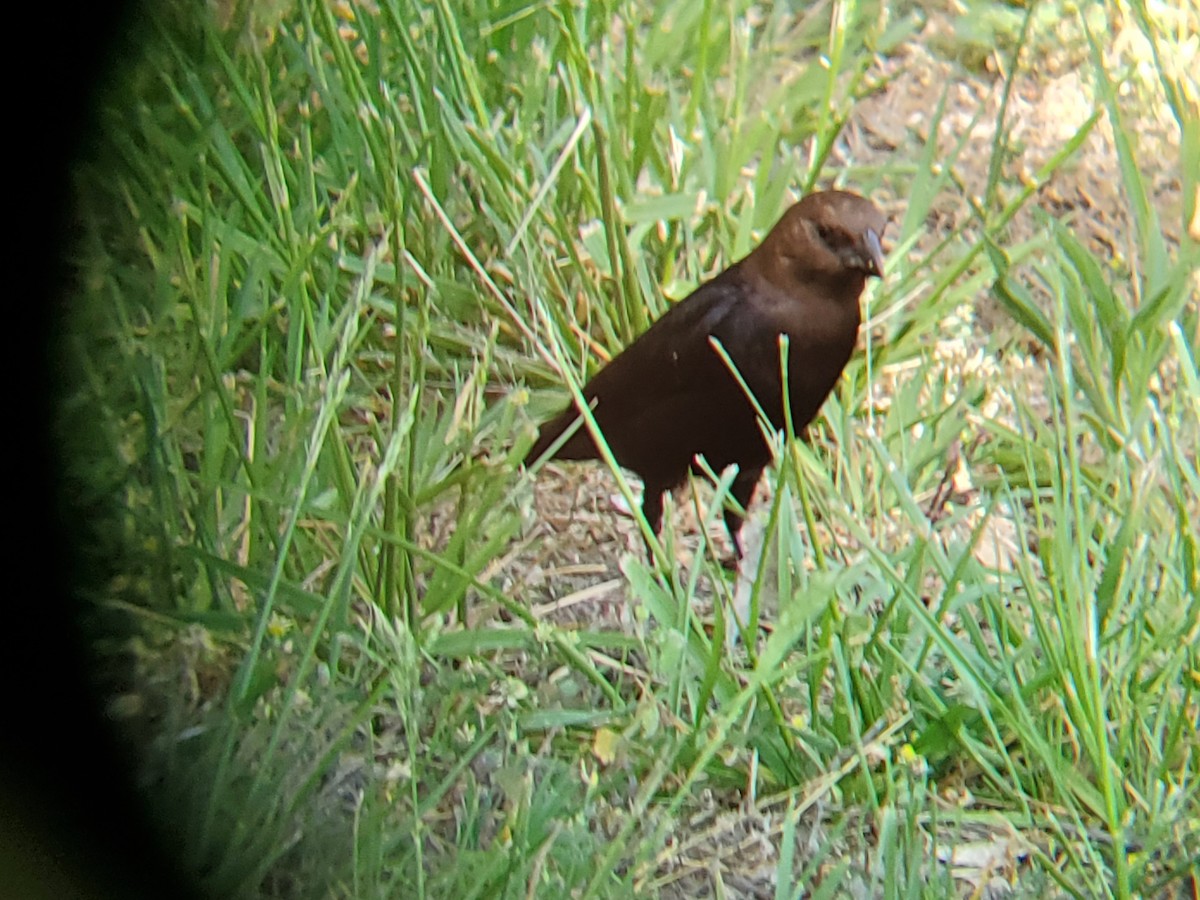 Brown-headed Cowbird - ML568468571