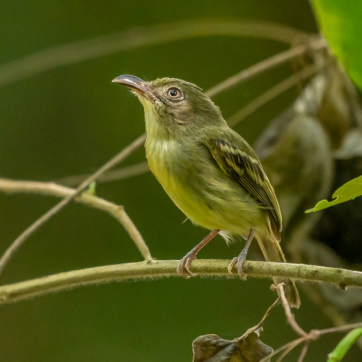 Southern Bentbill - ML568468661