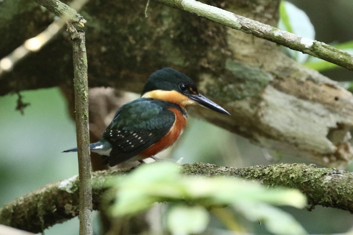 American Pygmy Kingfisher - Roger Woodruff