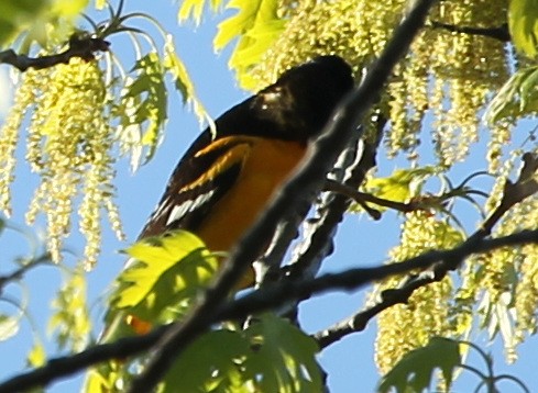 Oriole de Baltimore - ML56847041