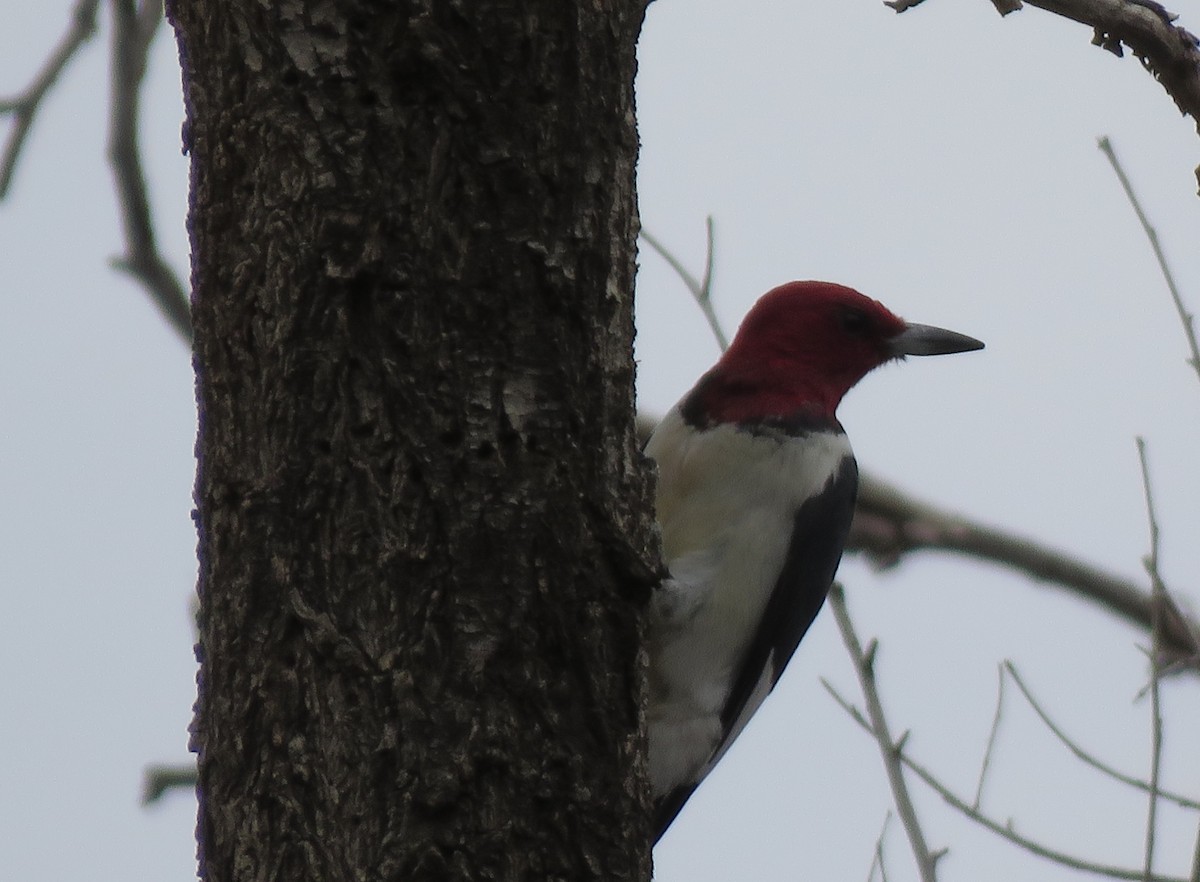 Red-headed Woodpecker - Anthony  Hewetson