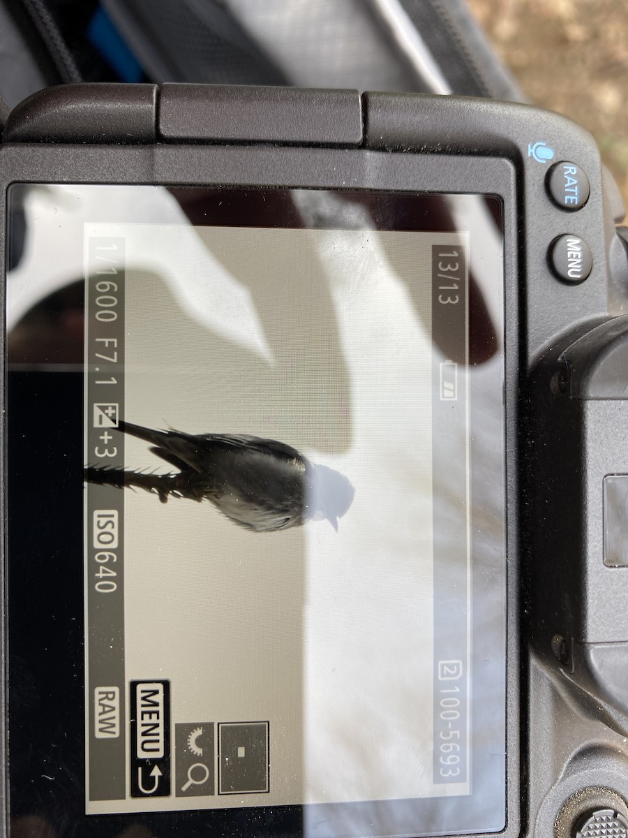 tyranovec severský - ML568473461