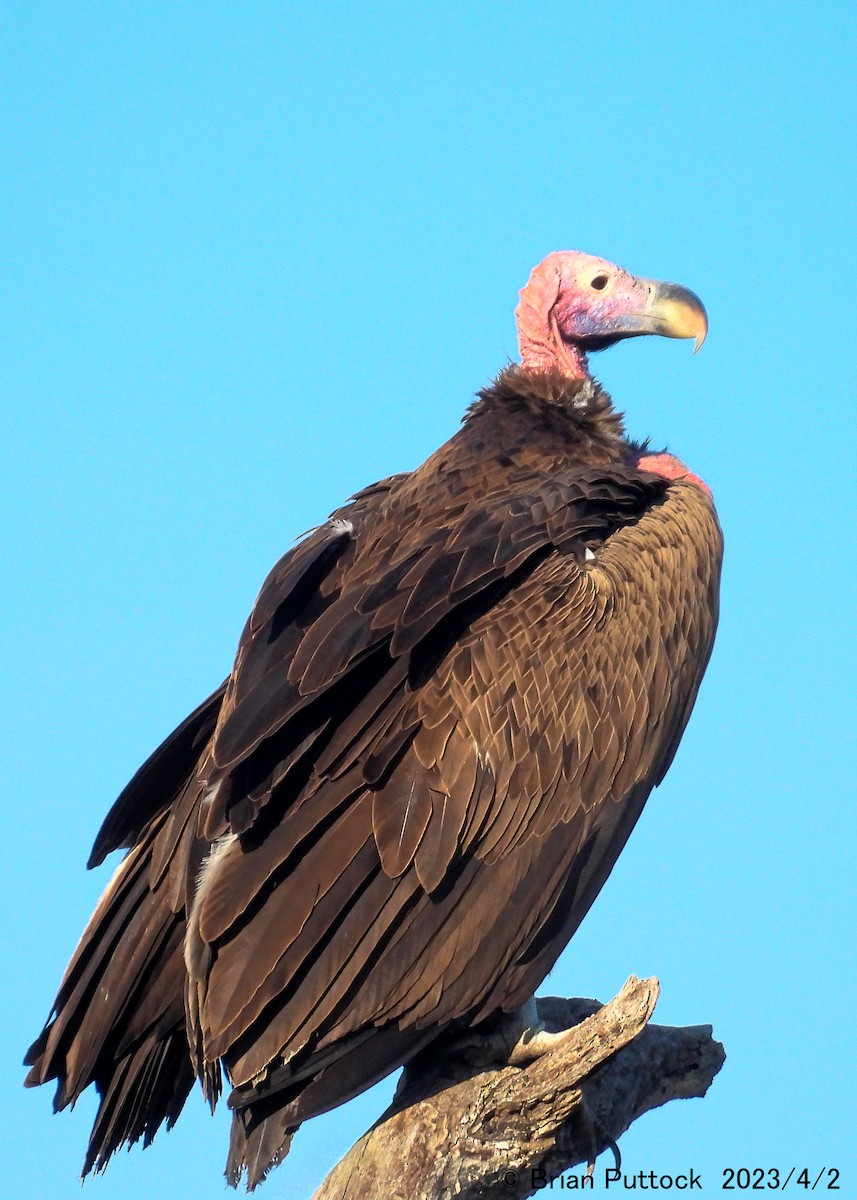 Lappet-faced Vulture - ML568474971