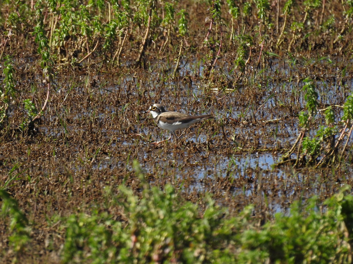 Little Ringed Plover - ML568475141