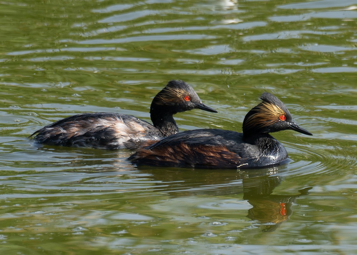 Eared Grebe - ML568475461