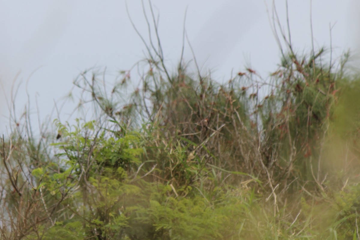 Common Waxbill - ML568475821