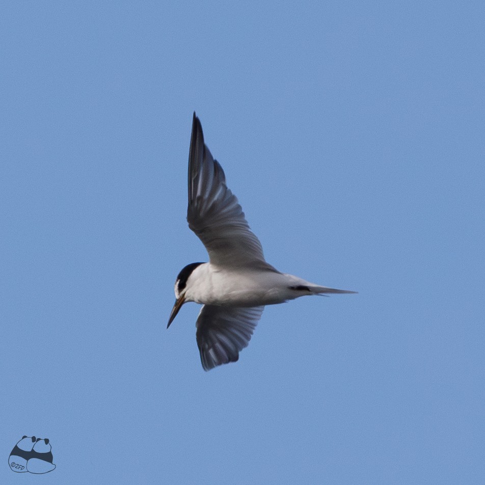 Australian Fairy Tern - ML568476631