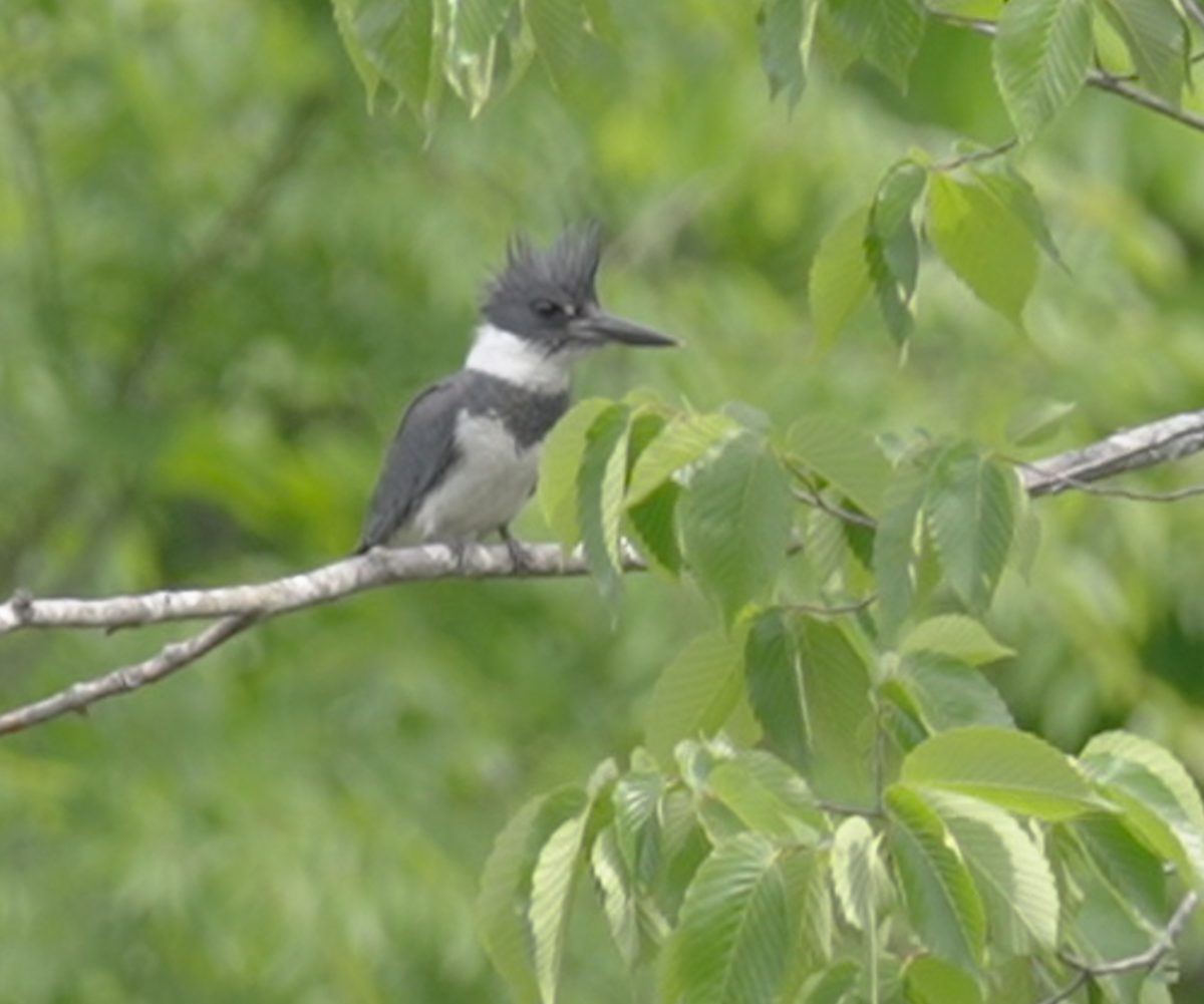 Belted Kingfisher - ML568476661