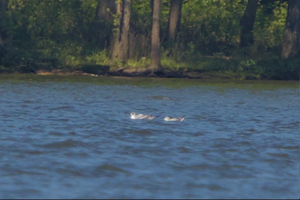 Bonaparte's Gull - ML568477731