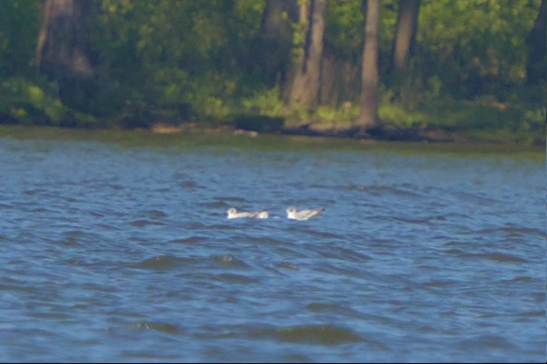 Bonaparte's Gull - ML568477741