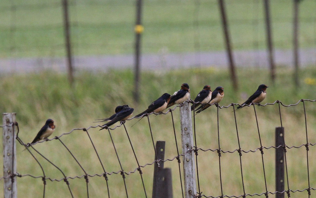 Barn Swallow - Clifford Rostek