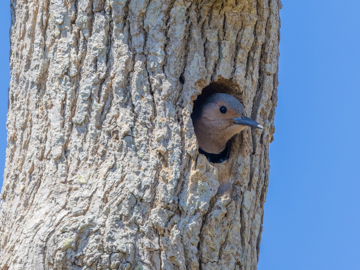 Northern Flicker (Yellow-shafted) - Angus Wilson