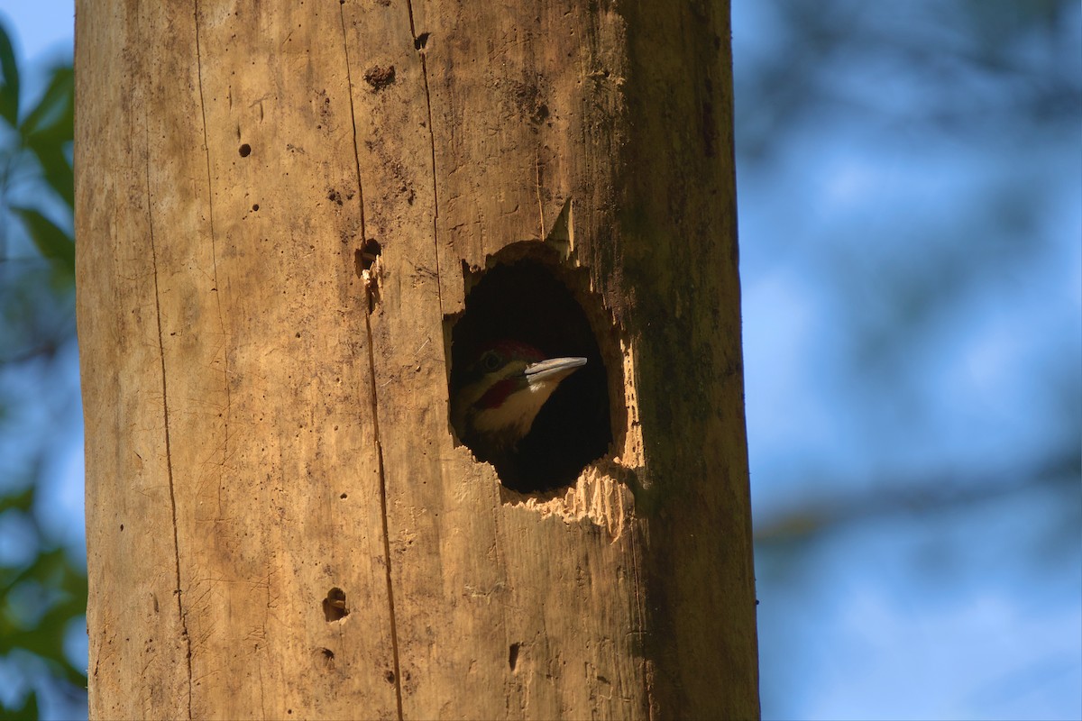 Pileated Woodpecker - ML568479681