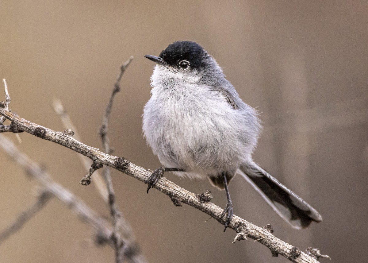 Black-tailed Gnatcatcher - ML568480261