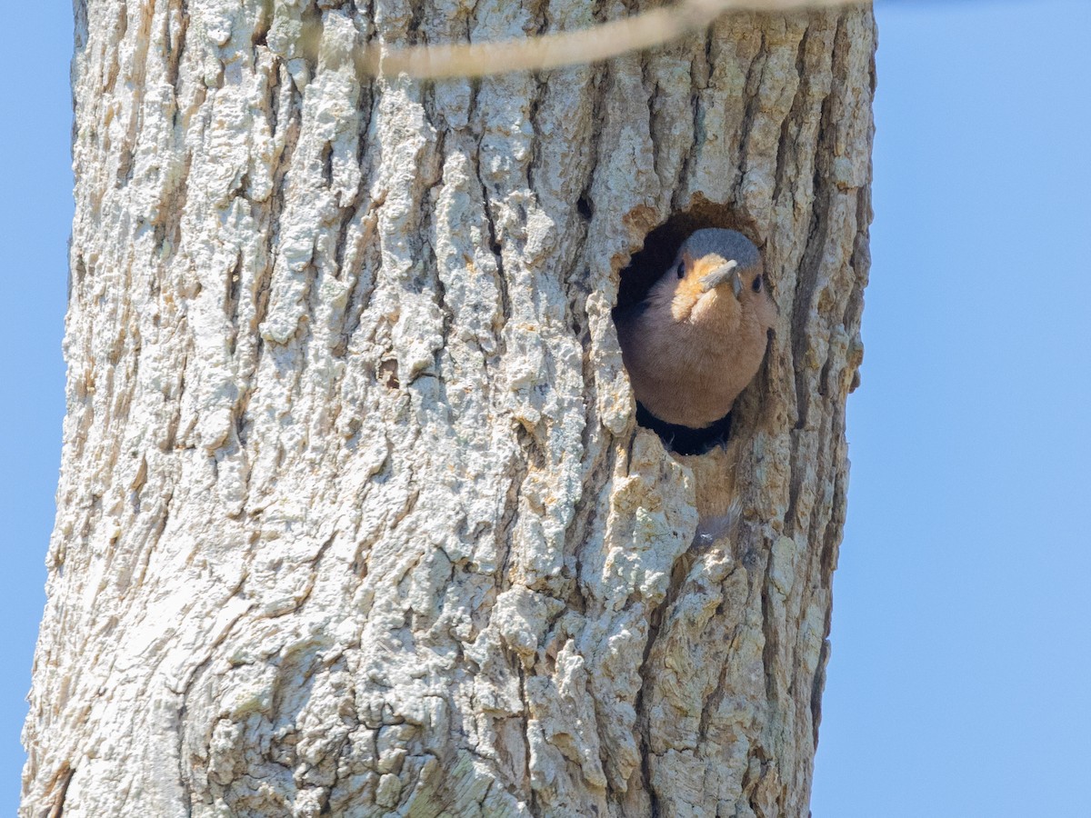 Northern Flicker (Yellow-shafted) - Angus Wilson