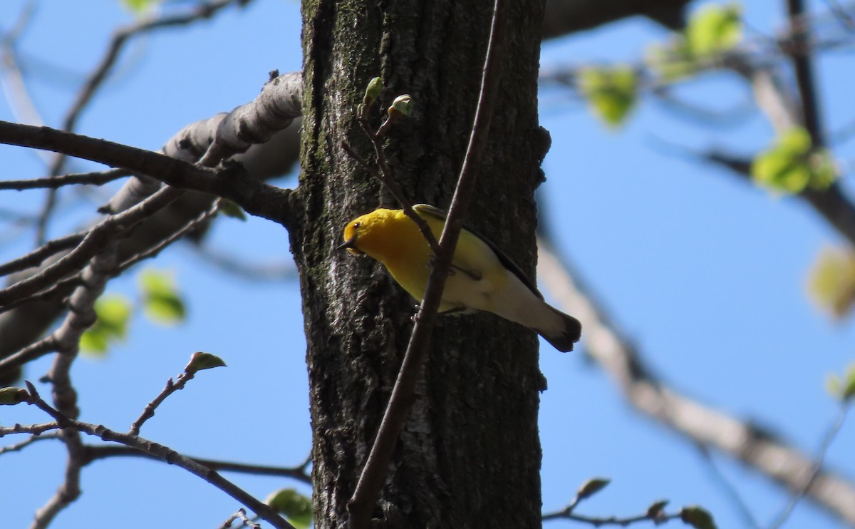 Prothonotary Warbler - ML568480871