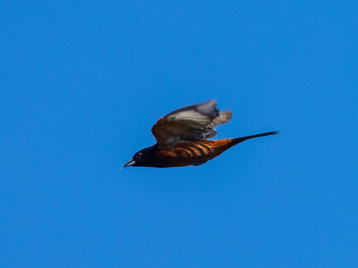 Orchard Oriole - Angus Wilson