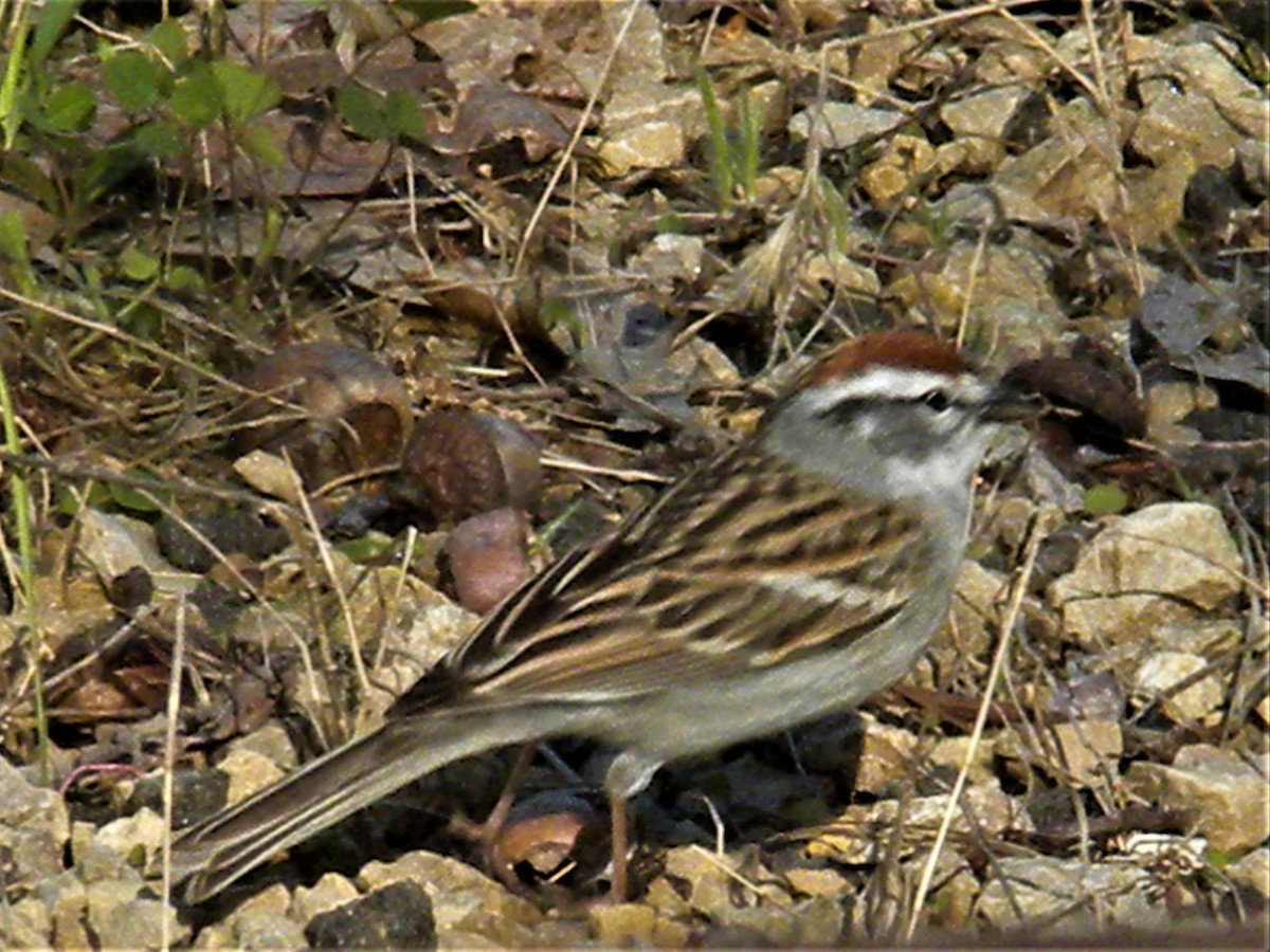 Chipping Sparrow - Rick Keyser