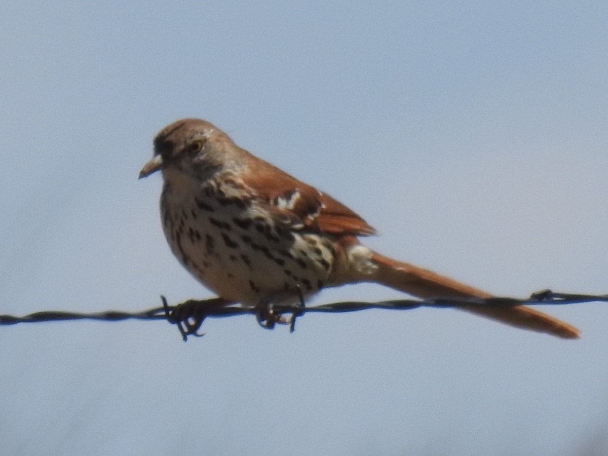 Brown Thrasher - ML56848261