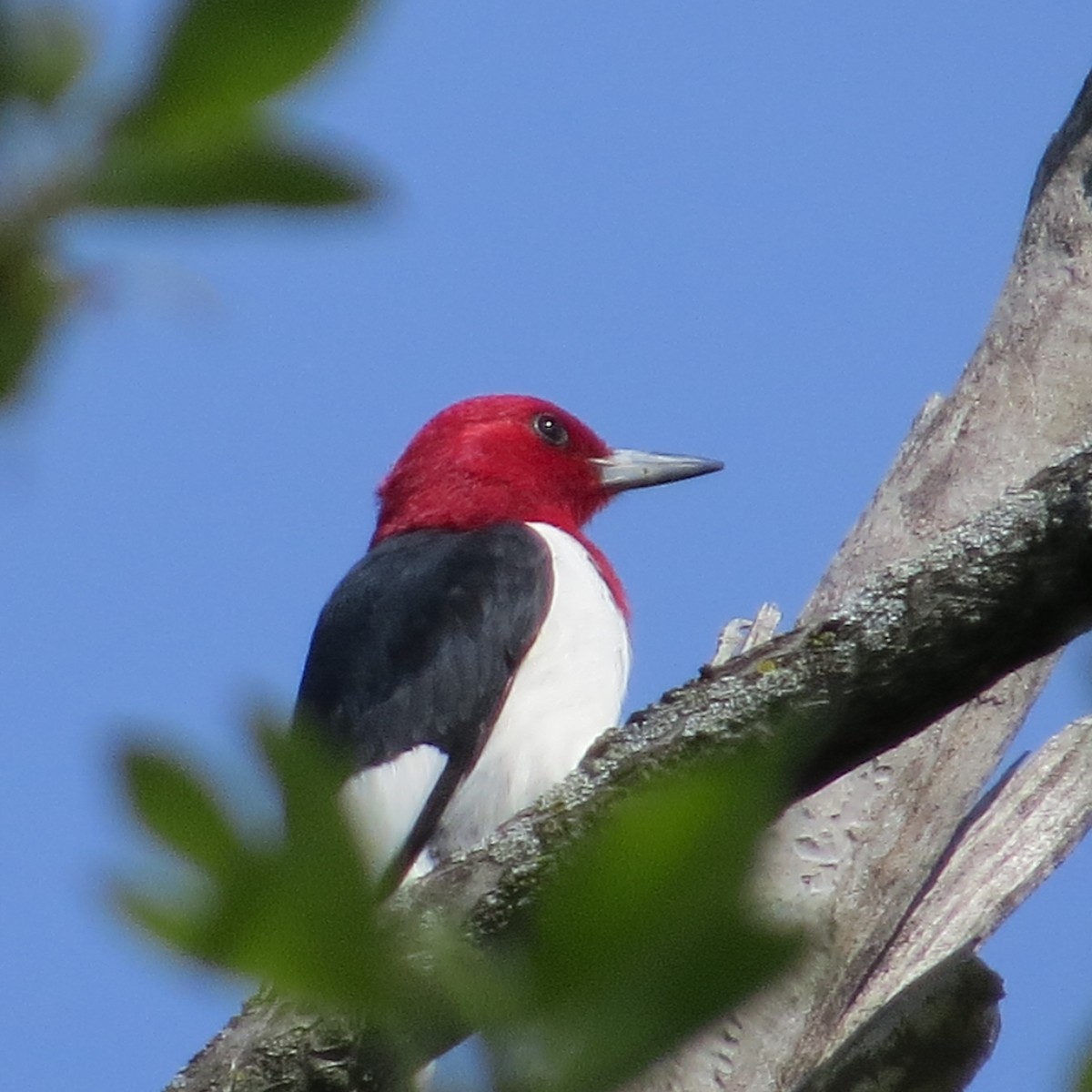 Red-headed Woodpecker - ML568485101