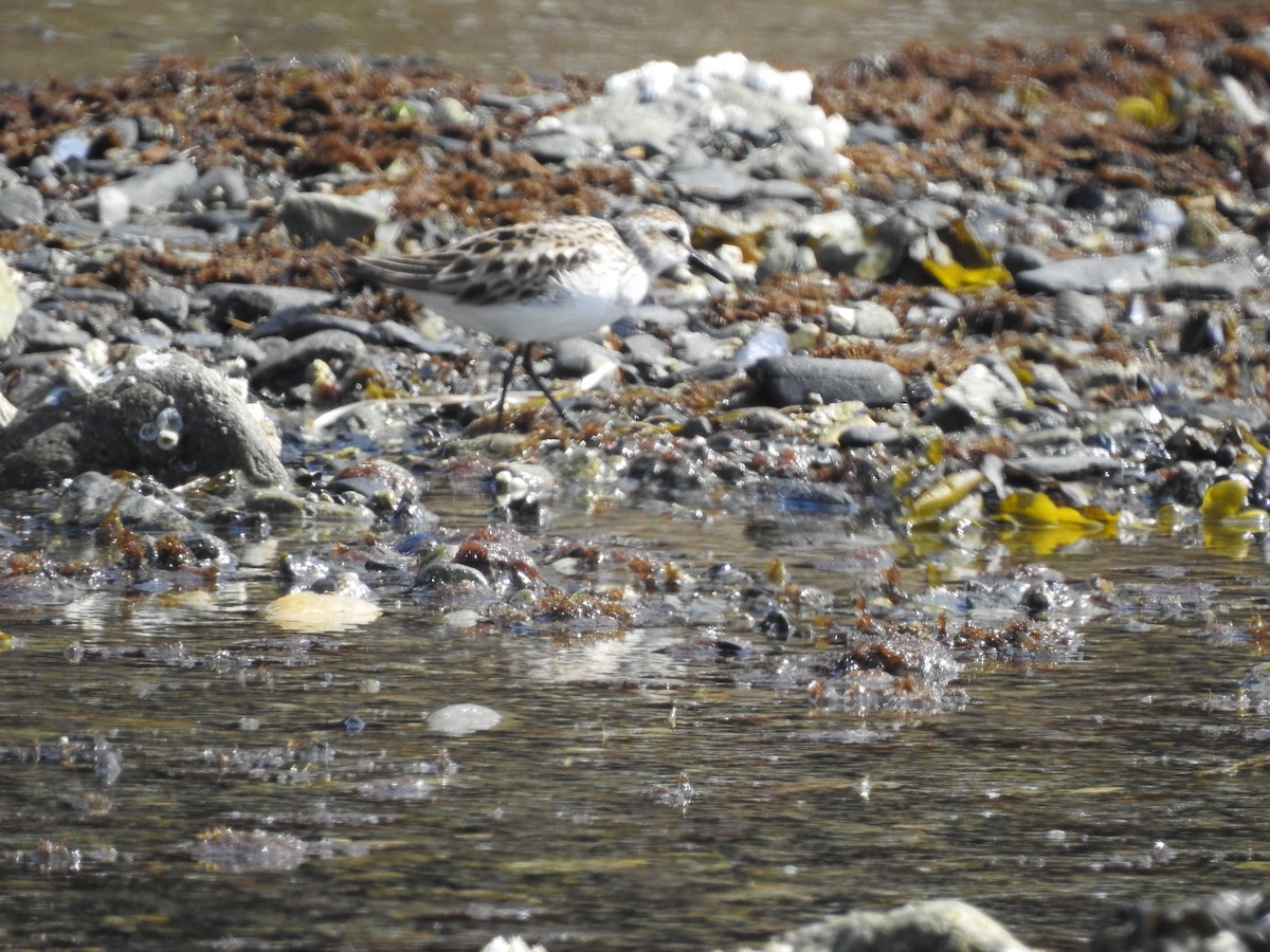 Semipalmated Sandpiper - Victoria Vosburg