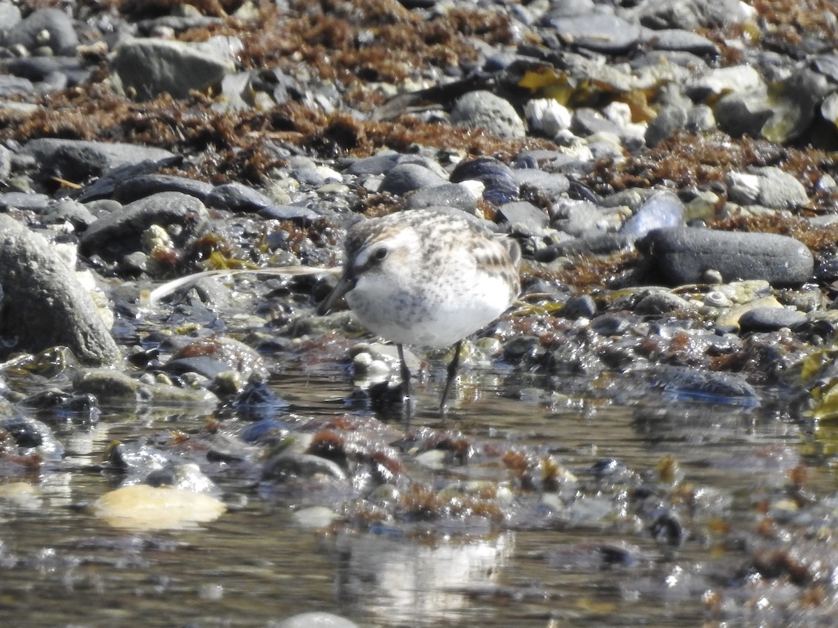 Semipalmated Sandpiper - Victoria Vosburg