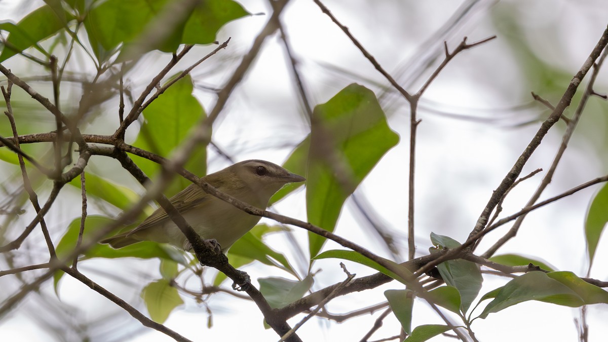 Viréo aux yeux rouges - ML568485851