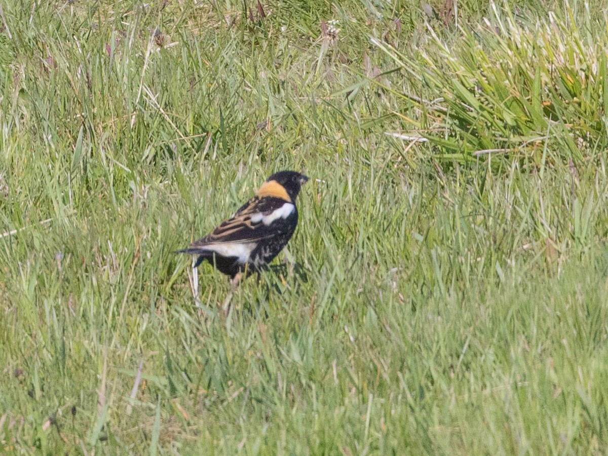 Bobolink - ML568485941