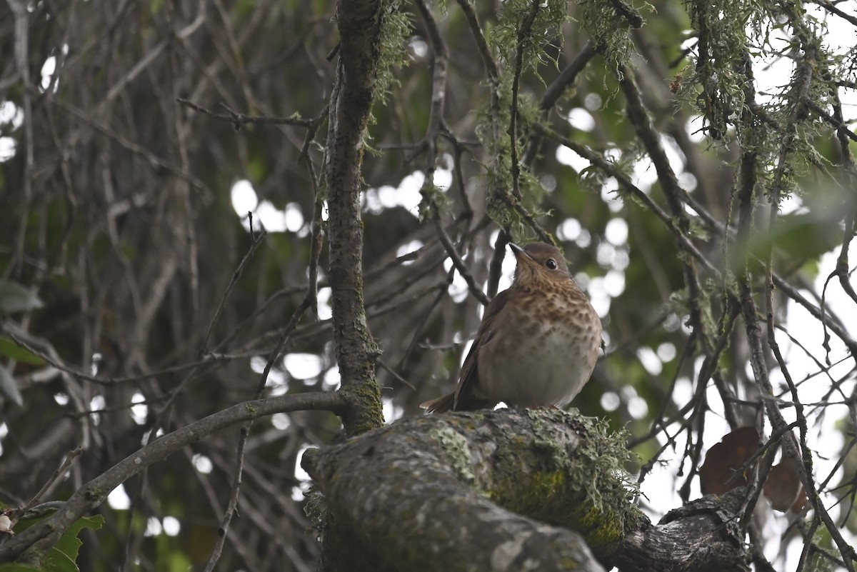 Swainson's Thrush - ML568486311