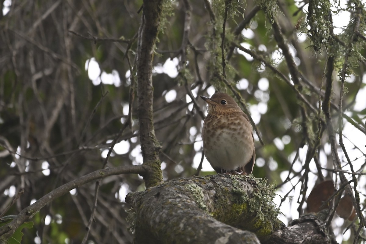 Swainson's Thrush - ML568486321