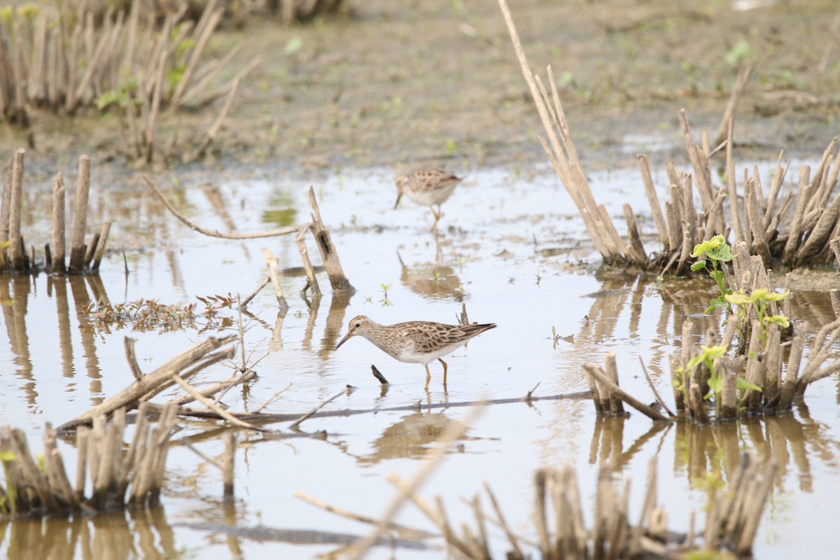 Pectoral Sandpiper - ML568486351