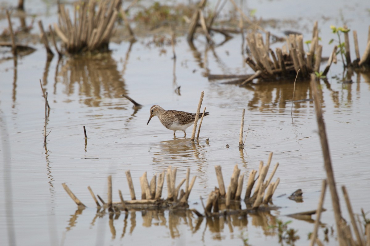 Pectoral Sandpiper - ML568486361