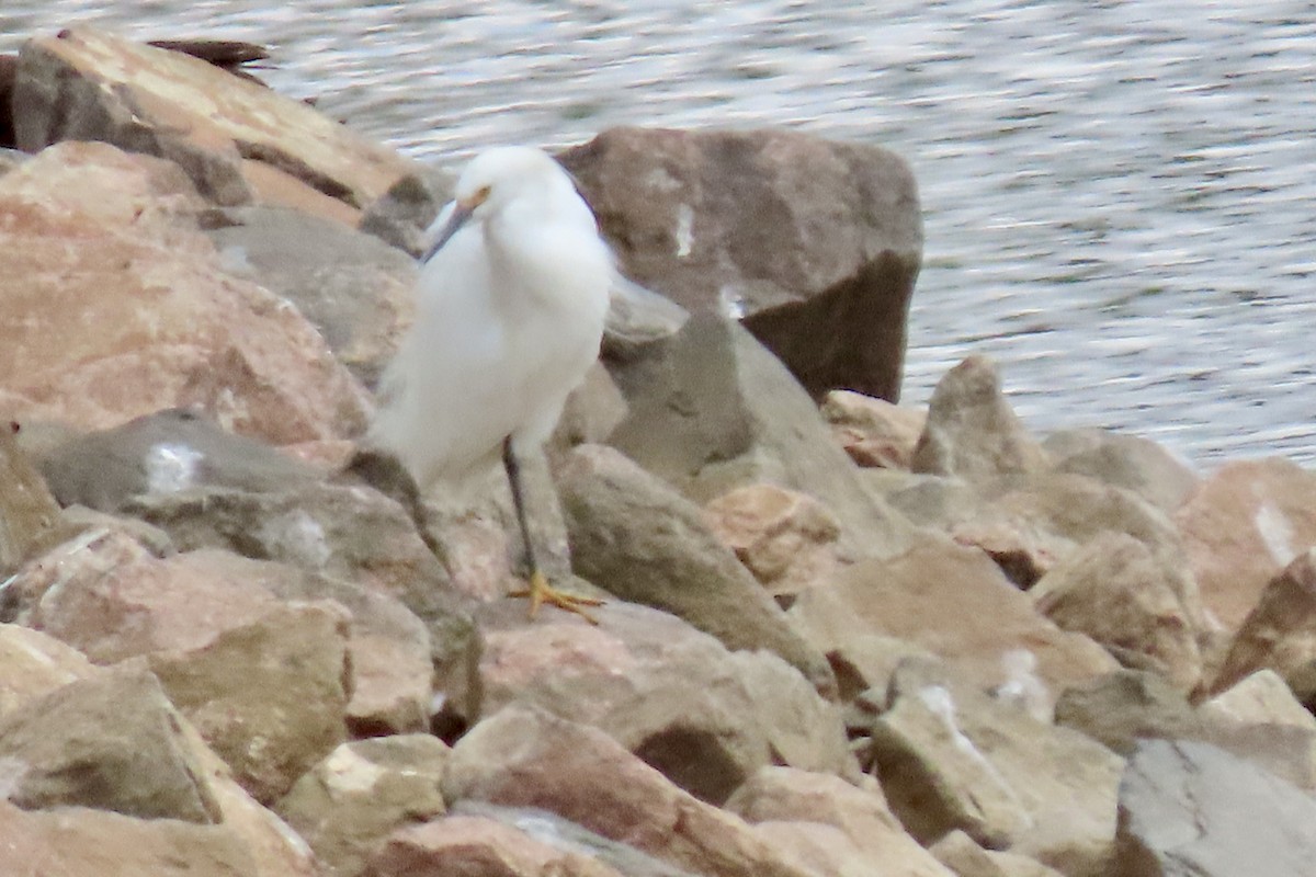 Snowy Egret - ML568487231