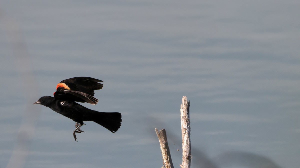 Red-winged Blackbird - ML568487251