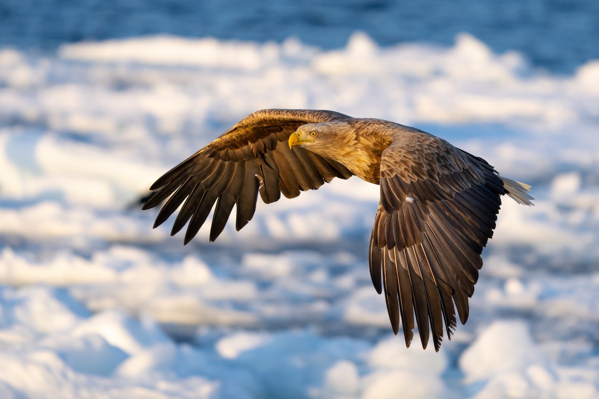 White-tailed Eagle - Jeff Huth