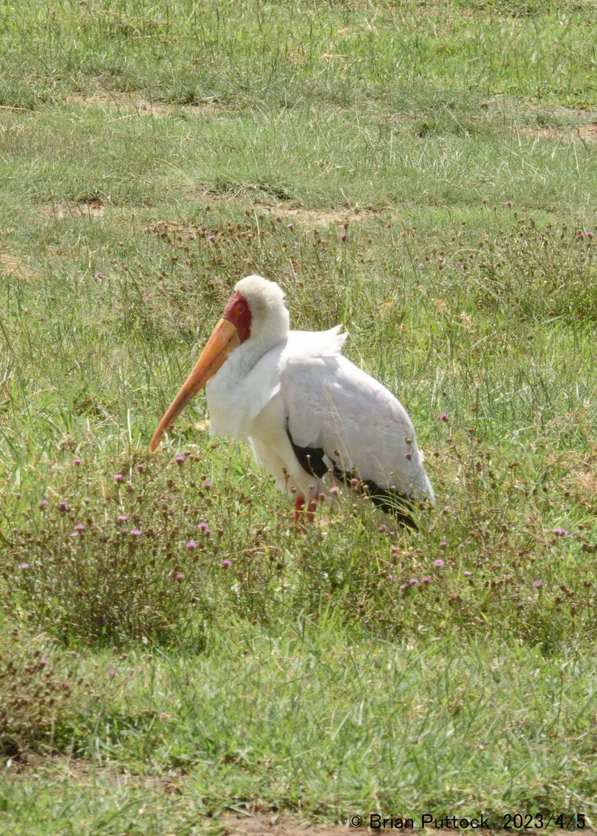 Yellow-billed Stork - brian puttock
