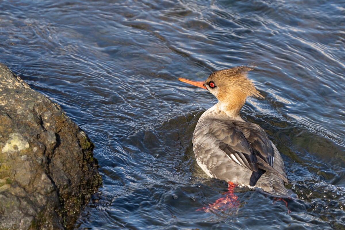 Red-breasted Merganser - ML568489971