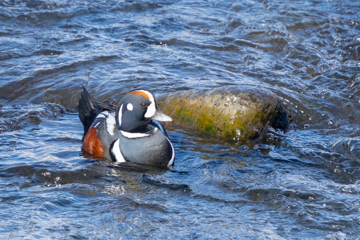 Harlequin Duck - ML568490281