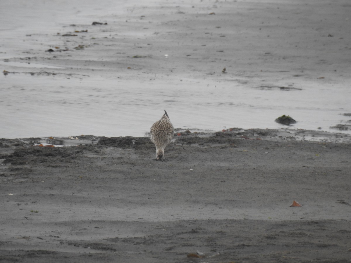 Bar-tailed Godwit - ML568490571