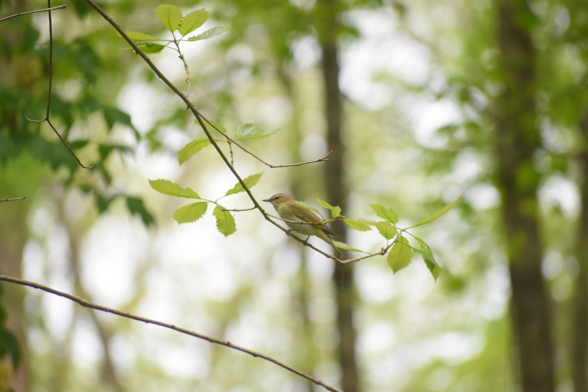 Kızıl Gözlü Vireo - ML568490861