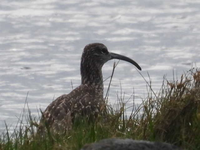 Whimbrel - ML568491311