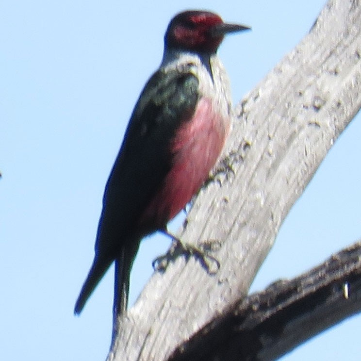 Lewis's Woodpecker - ML56849171