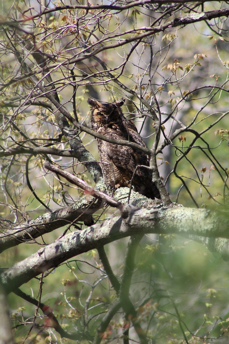 Great Horned Owl - ML568492091