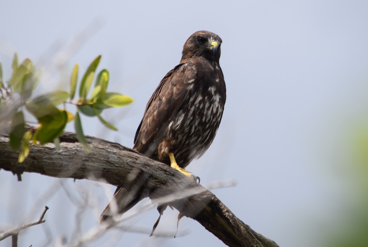 Short-tailed Hawk - ML568492661