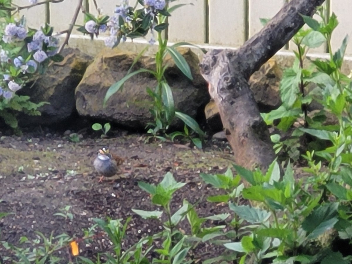 White-throated Sparrow - ML568492871