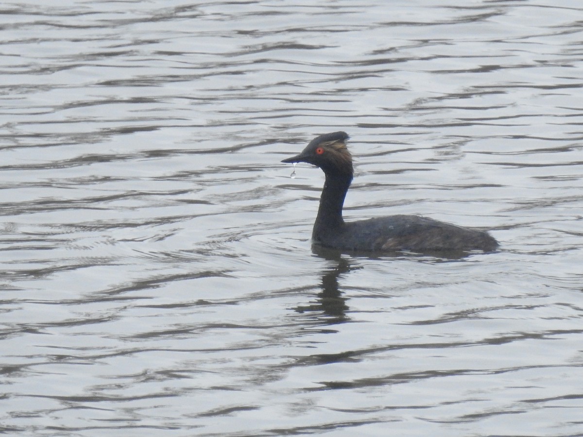 Eared Grebe - ML568495931